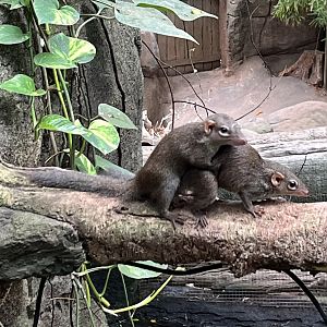 Asian Dome - copulating tree shrews