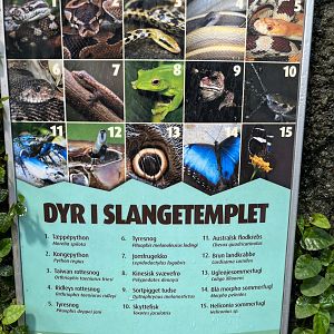 Snake Temple - free ranging species