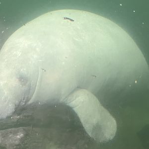 South America - Manatee