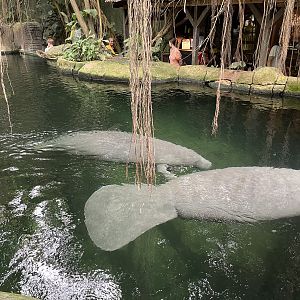 South America - Manatees