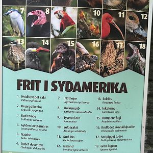 South America - free ranging species