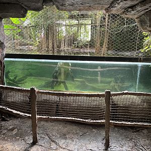 South America - Alligator Exhibit