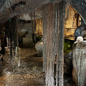 South America - Green Anaconda Cave