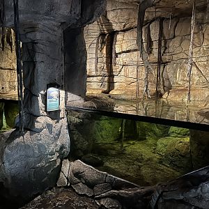 South America - Green Anaconda Exhibit