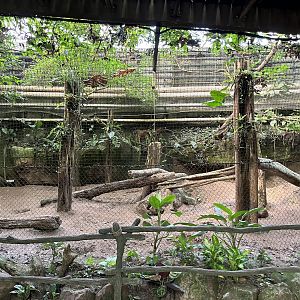 South America - Bush Dog Exhibit