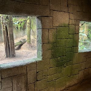 South America - Bush Dog Exhibit