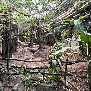 South America - Bush Dog Exhibit