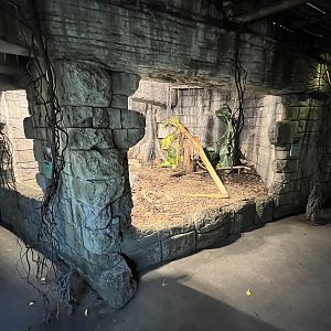 South America - Beaded Lizard Exhibit