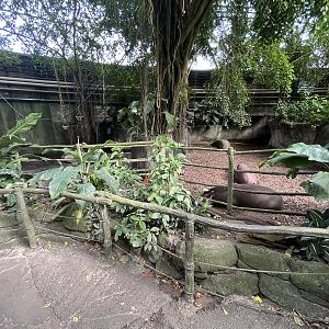 South America - Lowland Tapir Exhibit