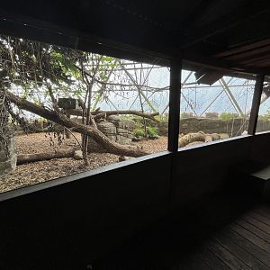South America - White-nosed Coati Exhibit