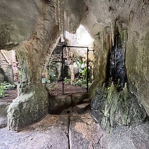 South America - Margay Exhibit