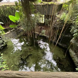 South America - Alligator Overlook