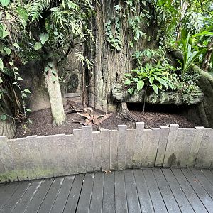 South America -Six-banded Armadillo Exhibit