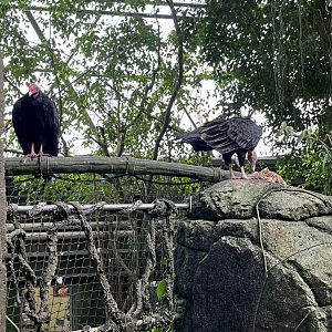 South America - Turkey Vultures eating a carcass