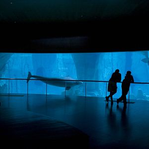Beluga exhibit at Oceanografic in Valencia, Spain