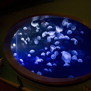 Jellyfish at Oceanografic in Valencia, Spain