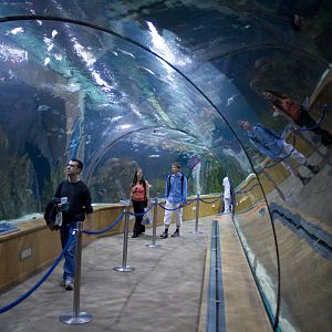 Underwater corridor at Oceanografic in Valencia, Spain