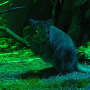 Brush-tailed rat-kangaroo @ Budapest Zoo