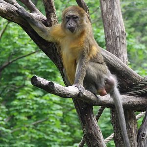 Golden-bellied mangabey @ Budapest Zoo
