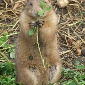 Black-tailed prairie dog @ Budapest Zoo
