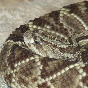 Tropical rattlesnake @ Györ Zoo, Hungary