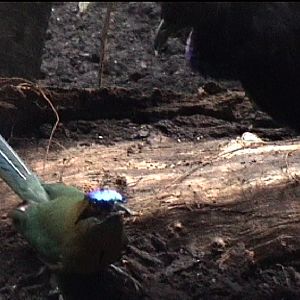 Motmot Threatening a grey winged trumpeter at Zurich