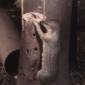 Narrow striped mongoose