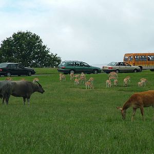 Asian Reserve at West Midland Safari Park
