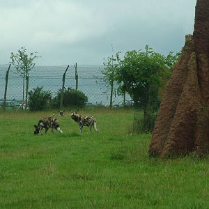 African Wild Dog Reserve at West Midland Safari Park