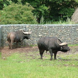Cape Buffalo (Synceros caffer caffer) at West Midland Safari Park