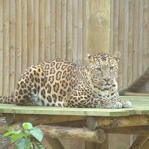 Leopard (Panthera pardus) at West Midland Safari Park