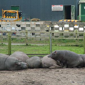 Hippopotamus family at West Midland Safari Park