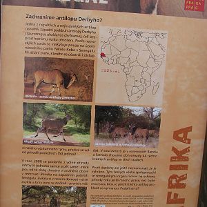 Poster about Derby Eland @ Prague zoo
