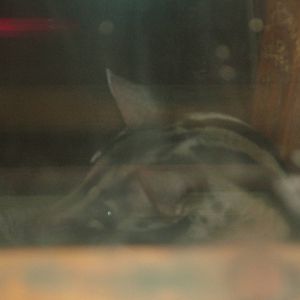 Owston's Palm Civet (Chrotogale owstoni) at Newquay Zoo