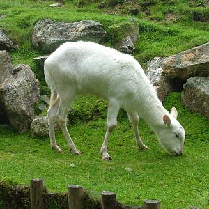 White Kafue Lechwe (Kobus leche kafuensis) at Newquay Zoo