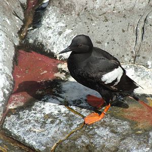 Pigeon Guillemot (Cepphus columba) at Living Coasts