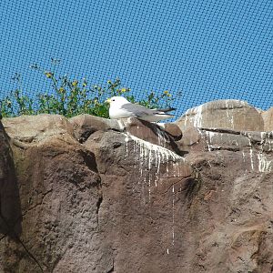Red-legged Kittiwake (Rissa brevirostris) at Living Coasts