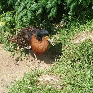 Breeding-plumage Ruff (Philomachus pugnax) at Living Coasts