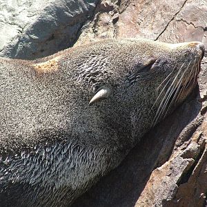 South American Fur Seal (Arctocephalus australis) at Living Coasts