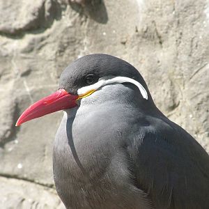 Inca Tern (Larosterna inca) at Living Coasts