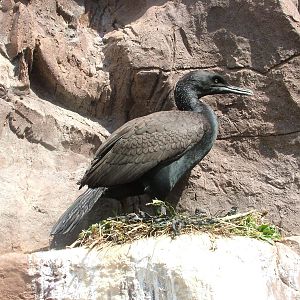 Bank Cormorant (Phalacrocorax neglectus) attempting to nest at Living Coast