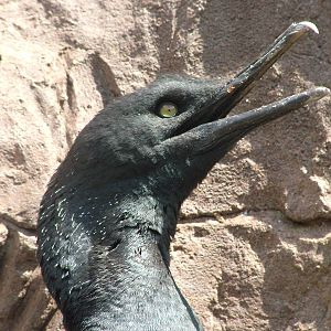 Bank Cormorant (Phalacrocorax neglectus) at Living Coasts