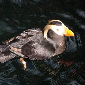 Tufted Puffin (Lunda cirrhata) at Living Coasts