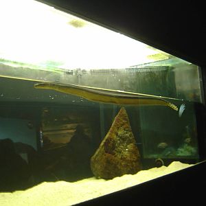 Kelly Tarlton's Underwater World