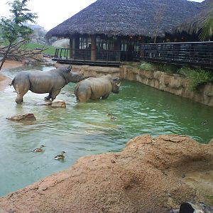 white rinos bioparc valencia