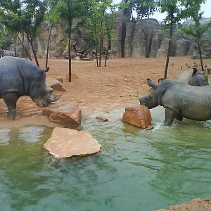 white rinos (Ceratotherium simum)  bioparc valencia