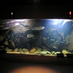 Night Safari Entrance Village