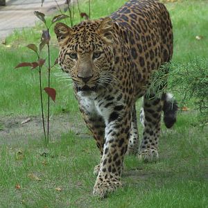 Chinese leopard @ Debrecen Zoo, Hungary