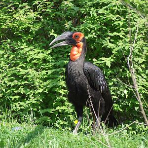 Southern ground Hornbill at the African walk-through aviary @ Debrecen Zoo,