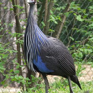 Vulturine guineafowl at the African walk-through aviary @ Debrecen Zoo